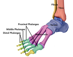 Foot and Ankle Anatomy